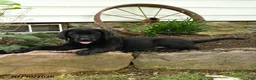 Labrador Retriever dogs for sale: Ford - Ad 3