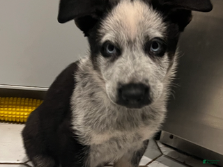 German Shepherd dogs Star - German Shepherd Puppy - Ad 12