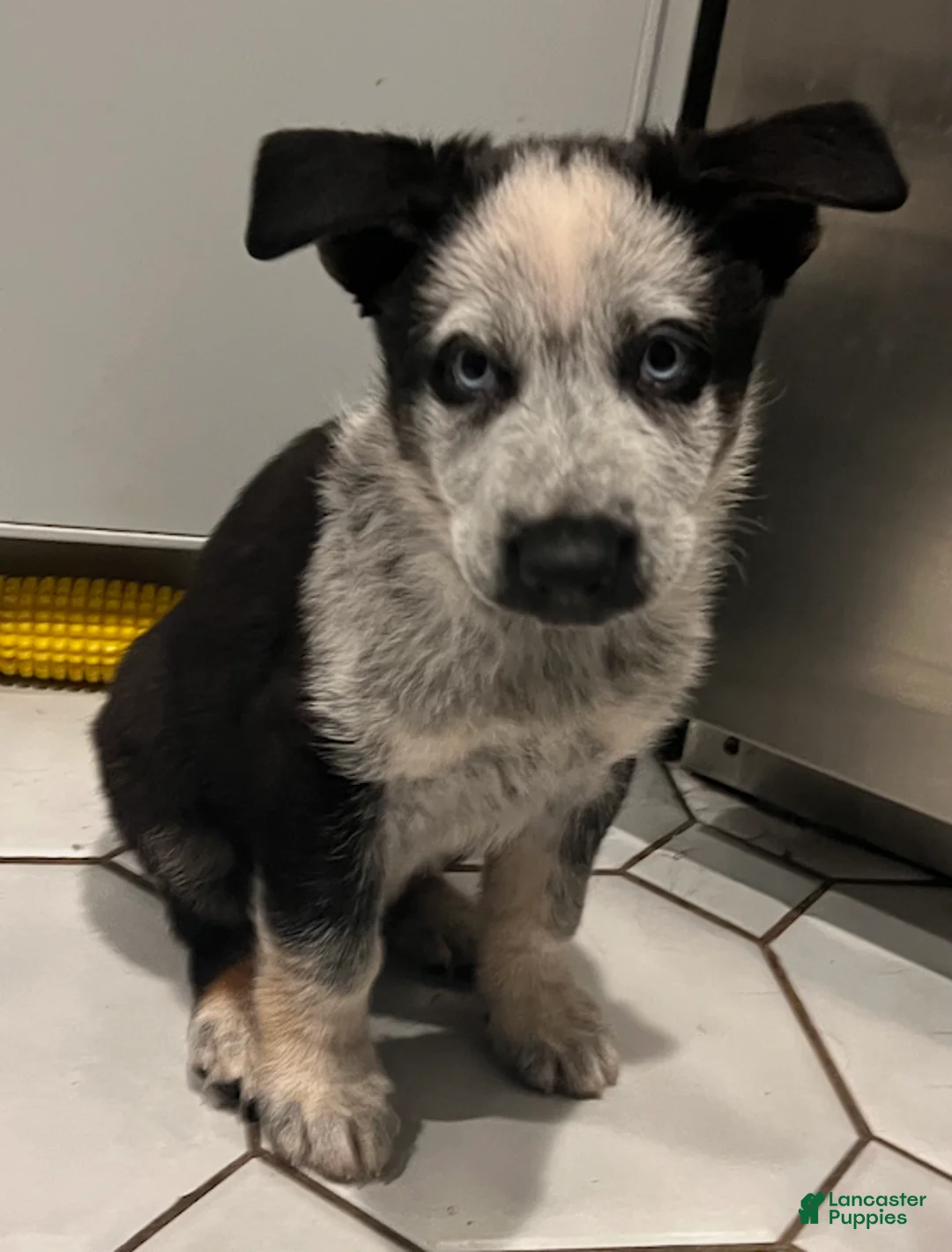 German Shepherd dogs for sale: Star - German Shepherd Puppy  - Ad 2