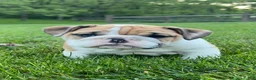 English Bulldog dogs for sale: Violet - Ad 6