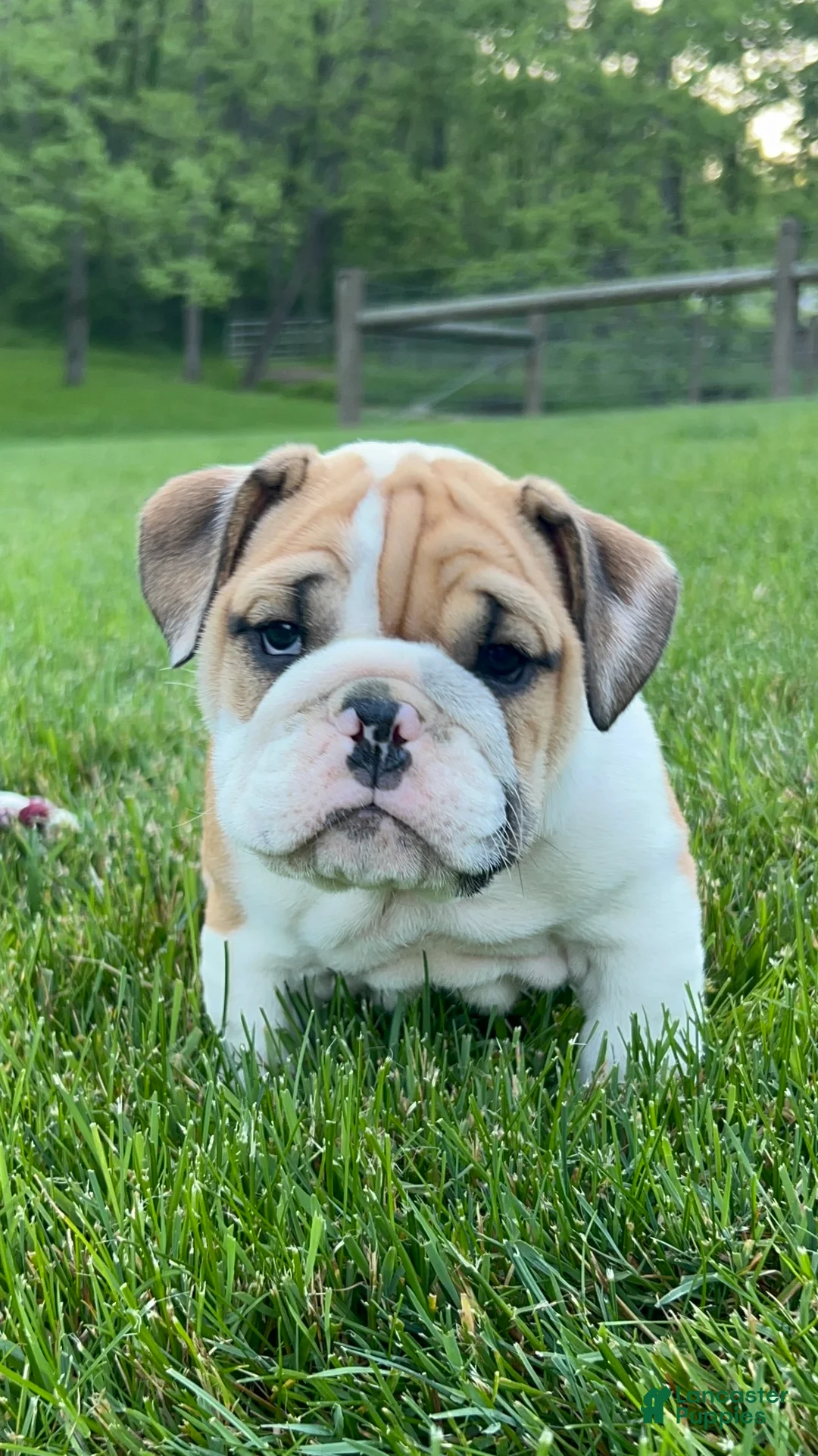 English Bulldog dogs for sale: Violet - Ad 6