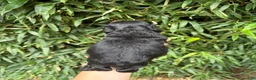 Cocker Spaniel dogs for sale: Cocker Spaniel 4 - Ad 2