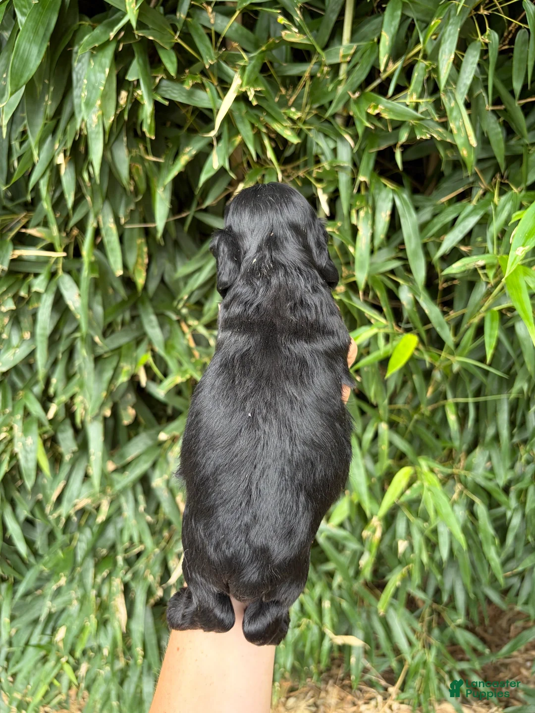 Cocker Spaniel dogs for sale: Cocker Spaniel 4 - Ad 2