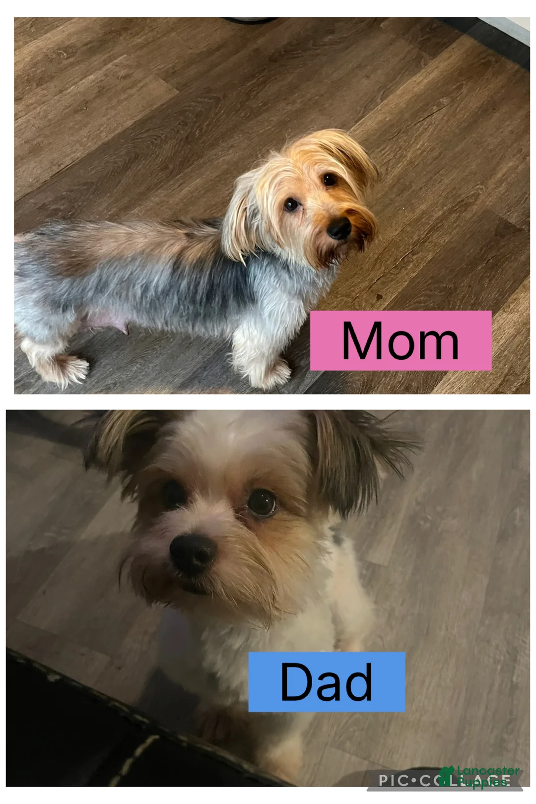 Yorkshire Terrier dogs for sale: Sid  - Ad 4