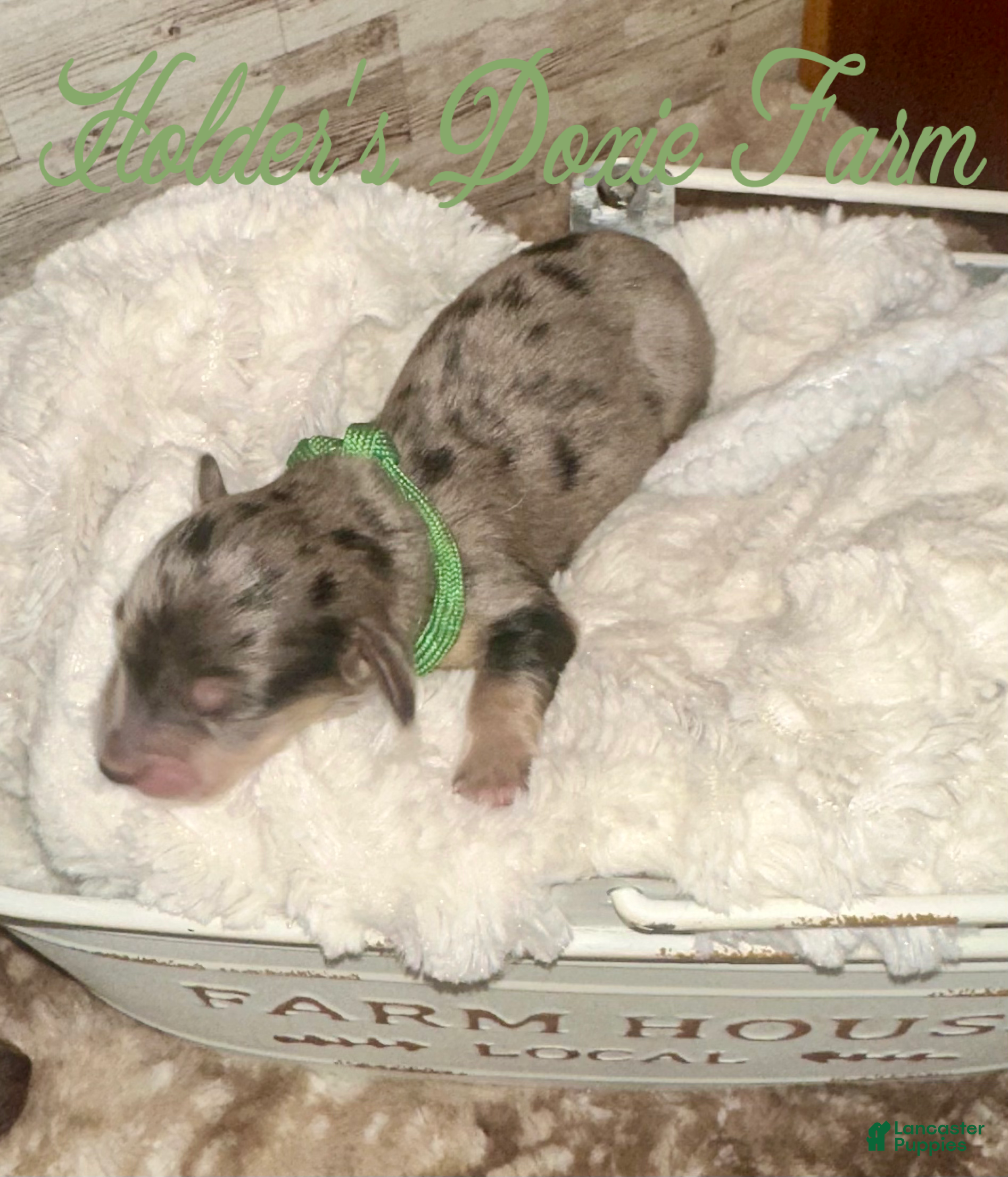 Miniature Dachshund dogs Atlas - Ad 36