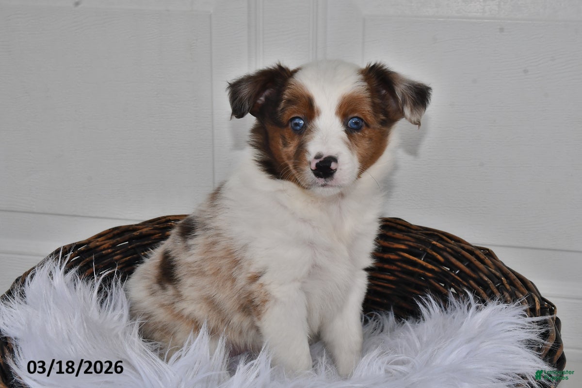 Aussiedoodle dogs Penny - Ad 1