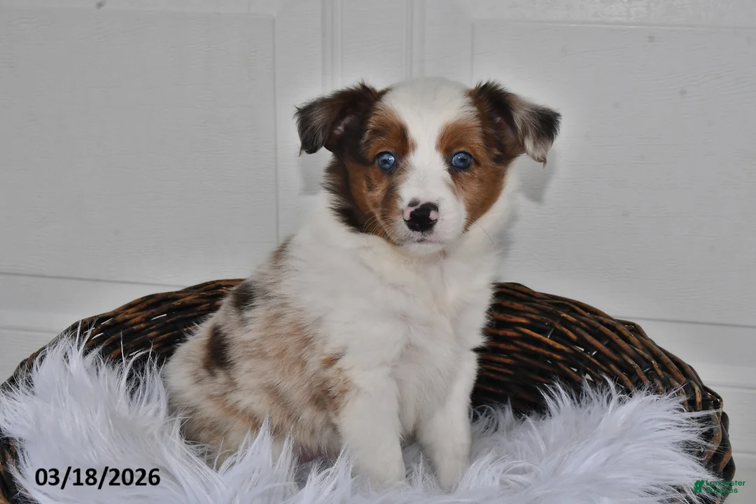 Aussiedoodle dogs for sale: Penny - Ad 1