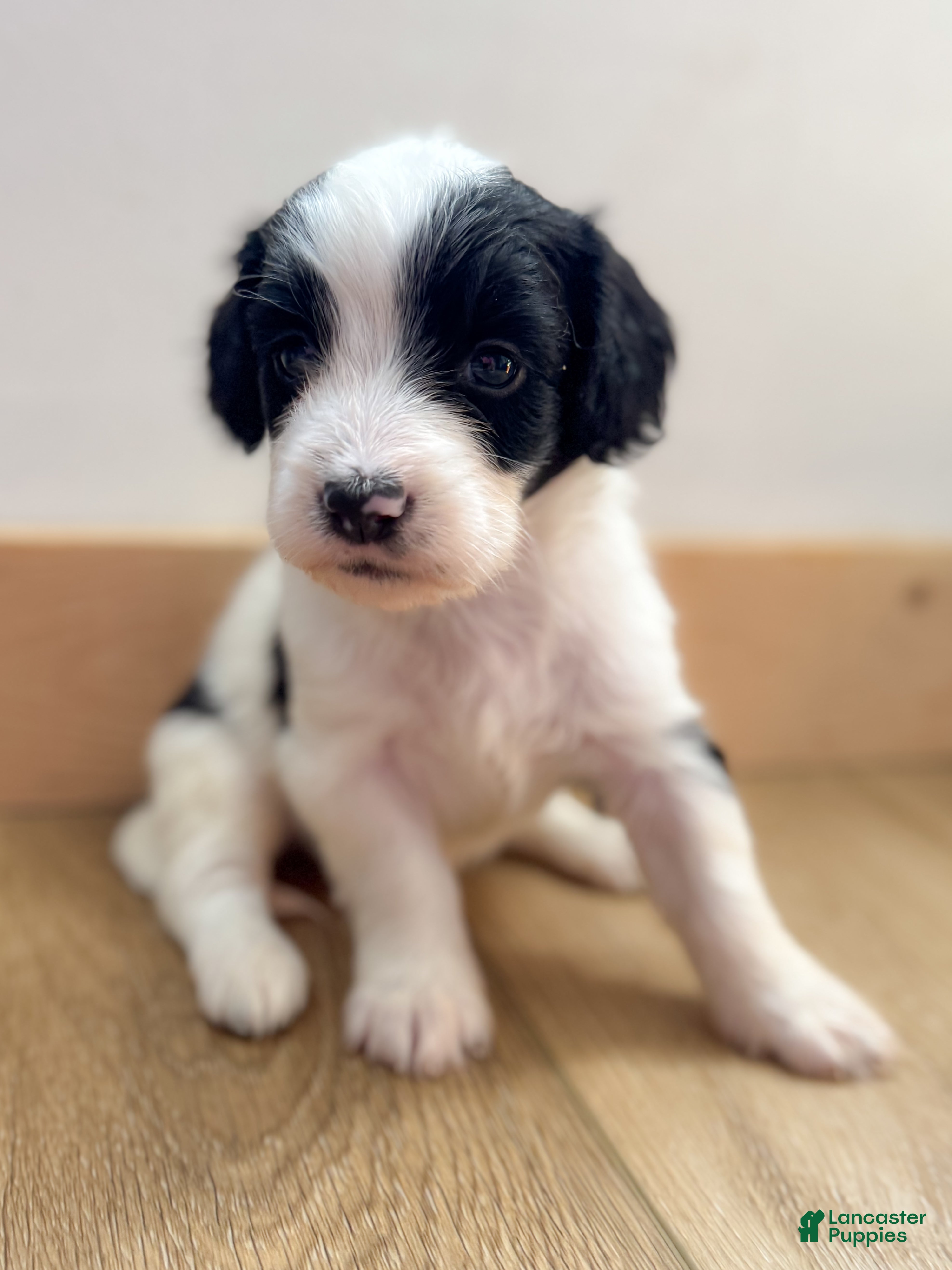 Mini Bernedoodle dogs for sale: Lottie - Ad 31