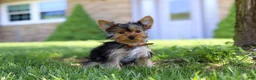 Yorkshire Terrier dogs for sale: Connor - Ad 3