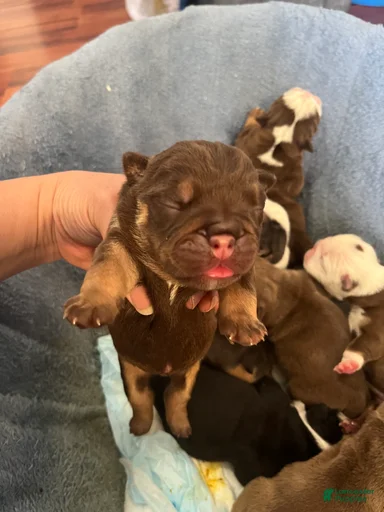 Gallery Image {{count}}