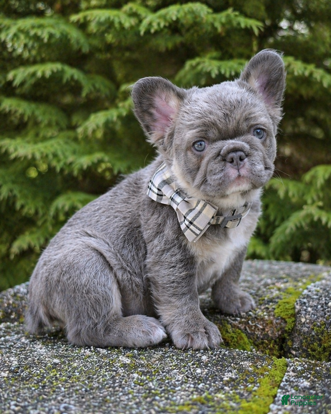 French Bulldog dogs Prince - Ad 28