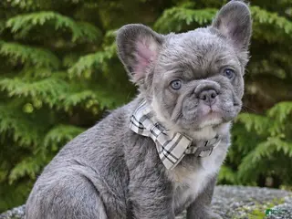 French Bulldog dogs Prince - Ad 28