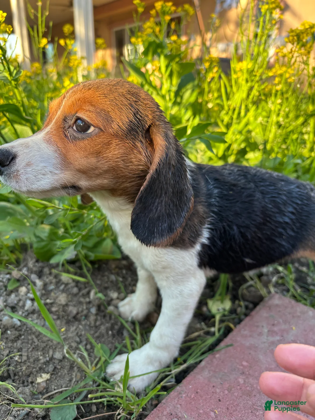 Beagle dogs for sale: Bailey - Ad 2