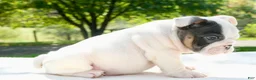 English Bulldog dogs for sale: Leo - Ad 4