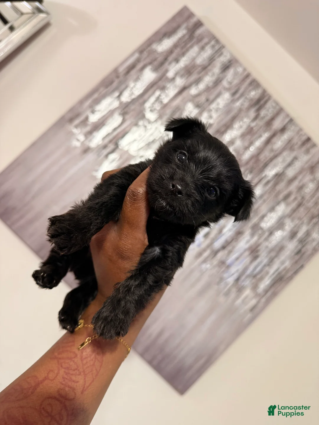 Yorkshire Terrier dogs for sale: Midnight  - Ad 2