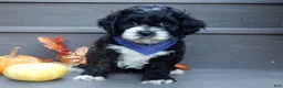 Cockapoo dogs for sale: Dakota - Ad 6