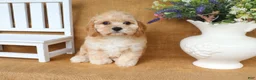 Cavachon dogs for sale: Tessa - Ad 4