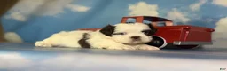 Shih Tzu dogs for sale: ACA Reese - Ad 4