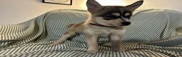 Pomsky dogs for sale: Freddy - Ad 4
