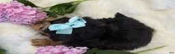 Yorkshire Terrier dogs for sale: Misty - Ad 10