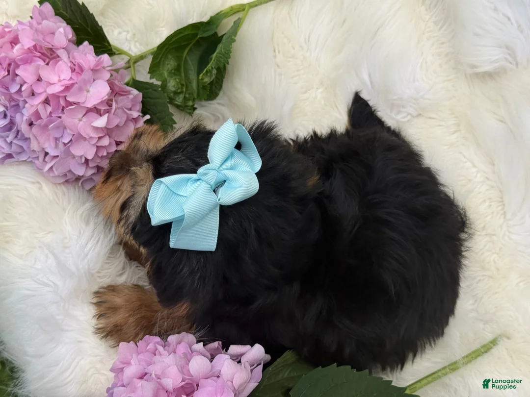 Yorkshire Terrier dogs for sale: Misty - Ad 10