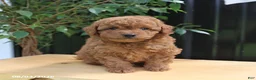 Miniature Poodle dogs for sale: Lincoln - Ad 5