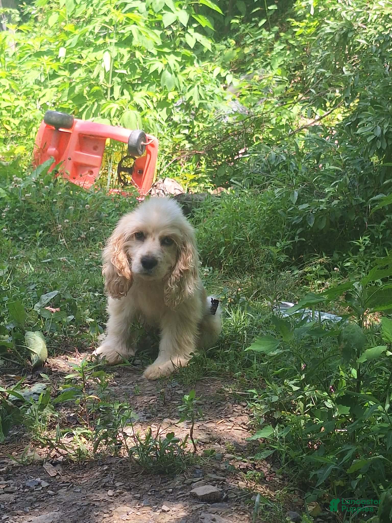 Cocker Spaniel dogs Biscuit  - Ad 39