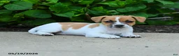 Jack Russell Terrier dogs for sale: Beverly - Ad 2
