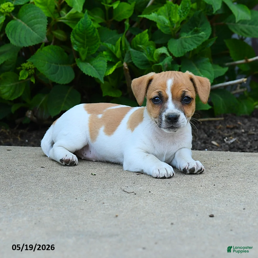 Jack Russell Terrier dogs for sale: Beverly - Ad 2