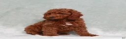Miniature Poodle dogs for sale: Luke - Ad 4
