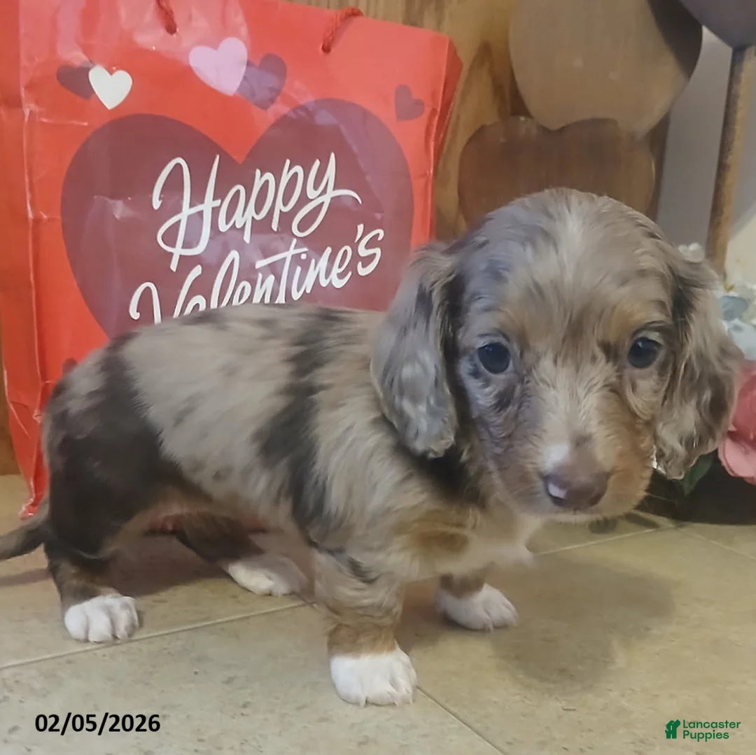 Miniature Dachshund dogs for sale: Dearest - Ad 3