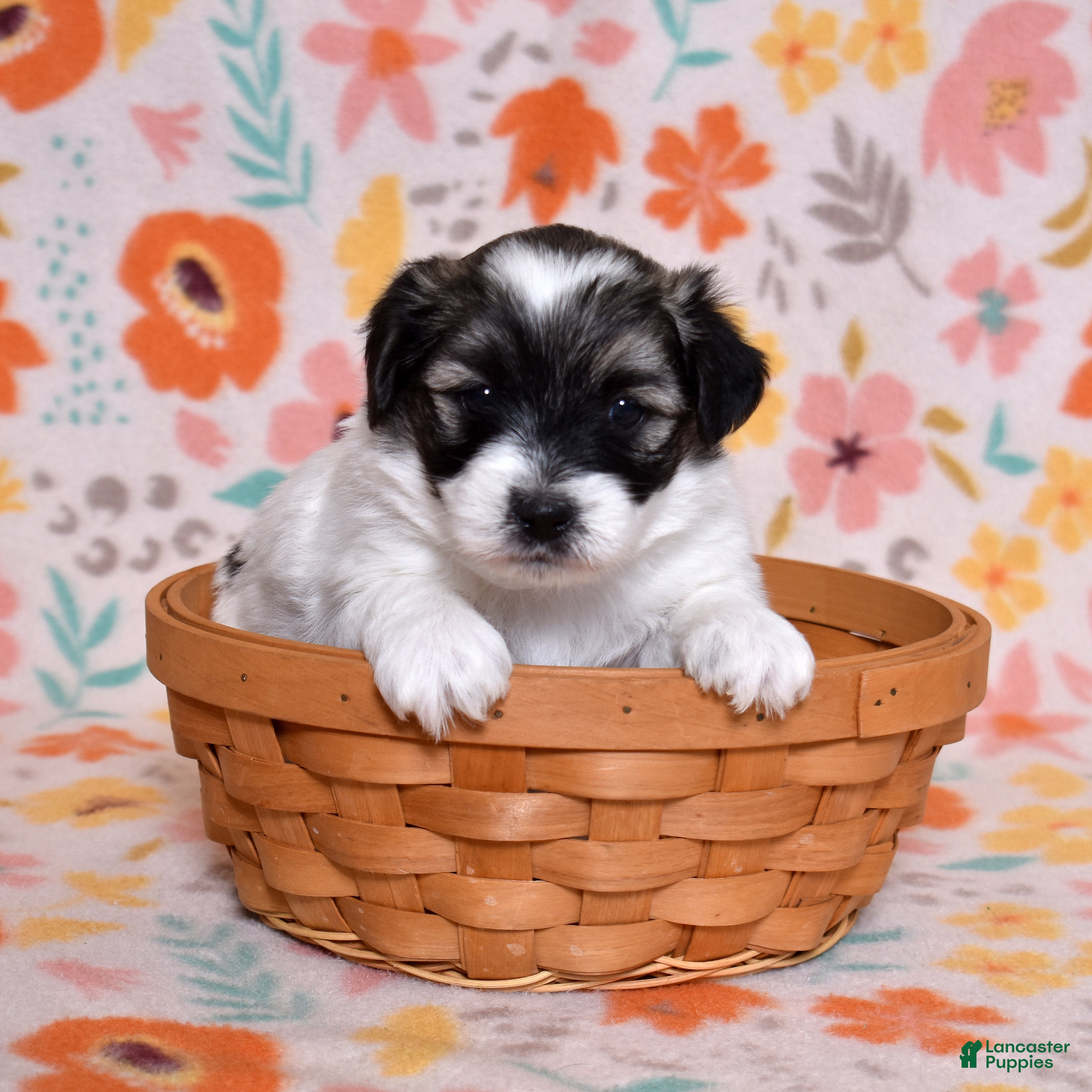 Coton De Tulear dogs Bandit - Ad 1