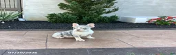 French Bulldog dogs for sale: Buttercup - Ad 4