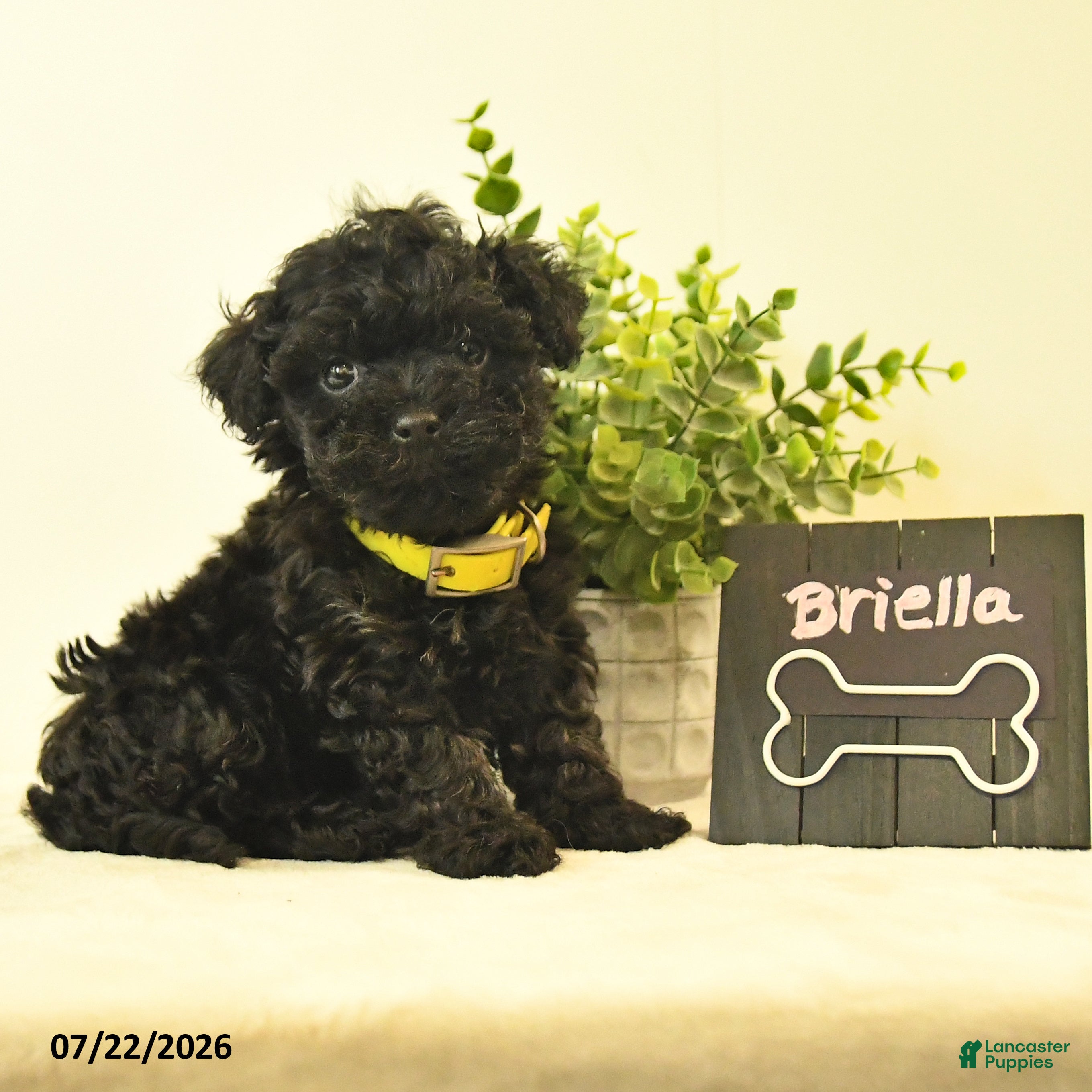Havapoo dogs Briella - Ad 2