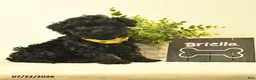 Havapoo dogs for sale: Briella - Ad 2