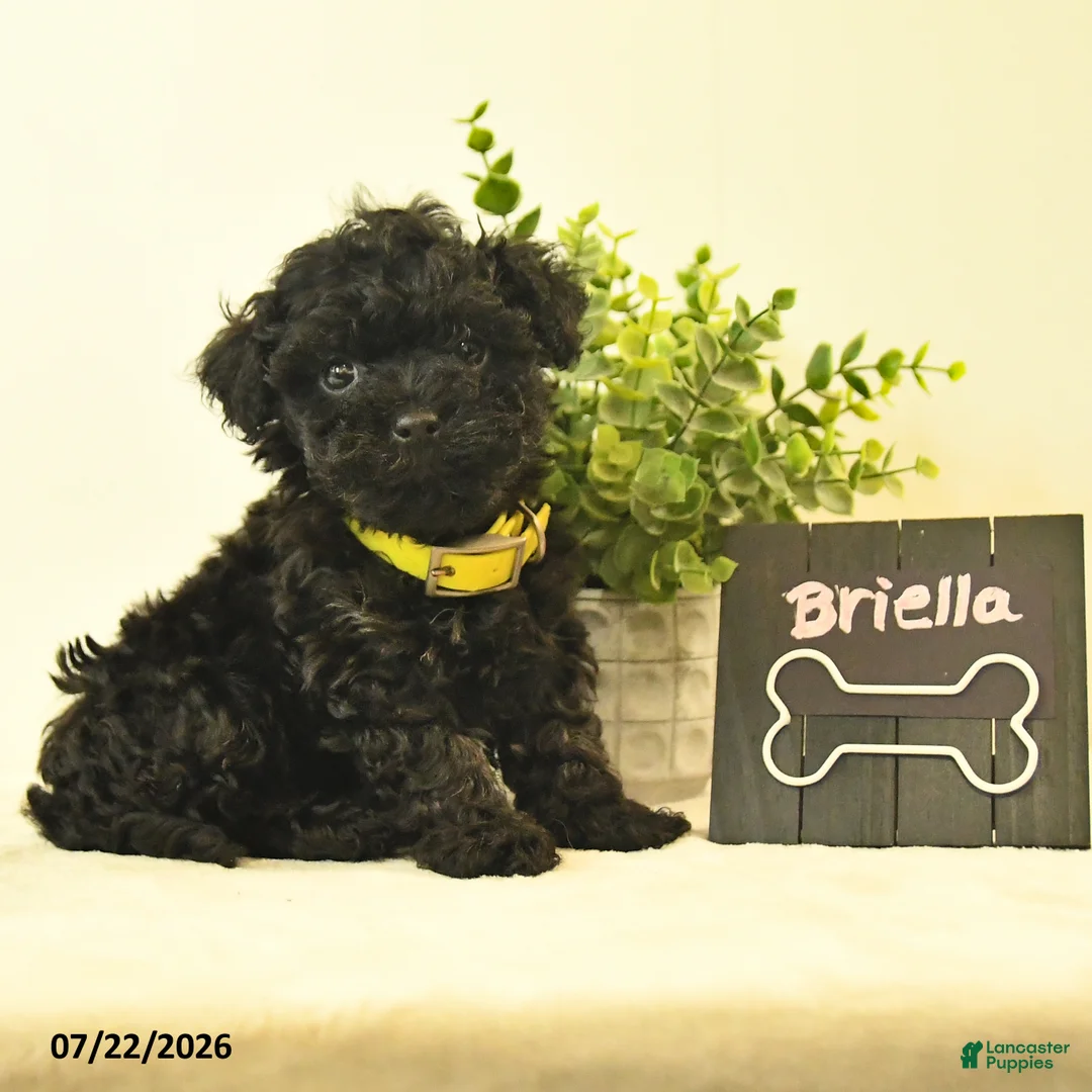 Havapoo dogs for sale: Briella - Ad 2