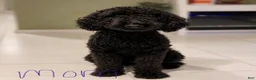 Goldendoodle dogs for sale: Lily - Ad 5