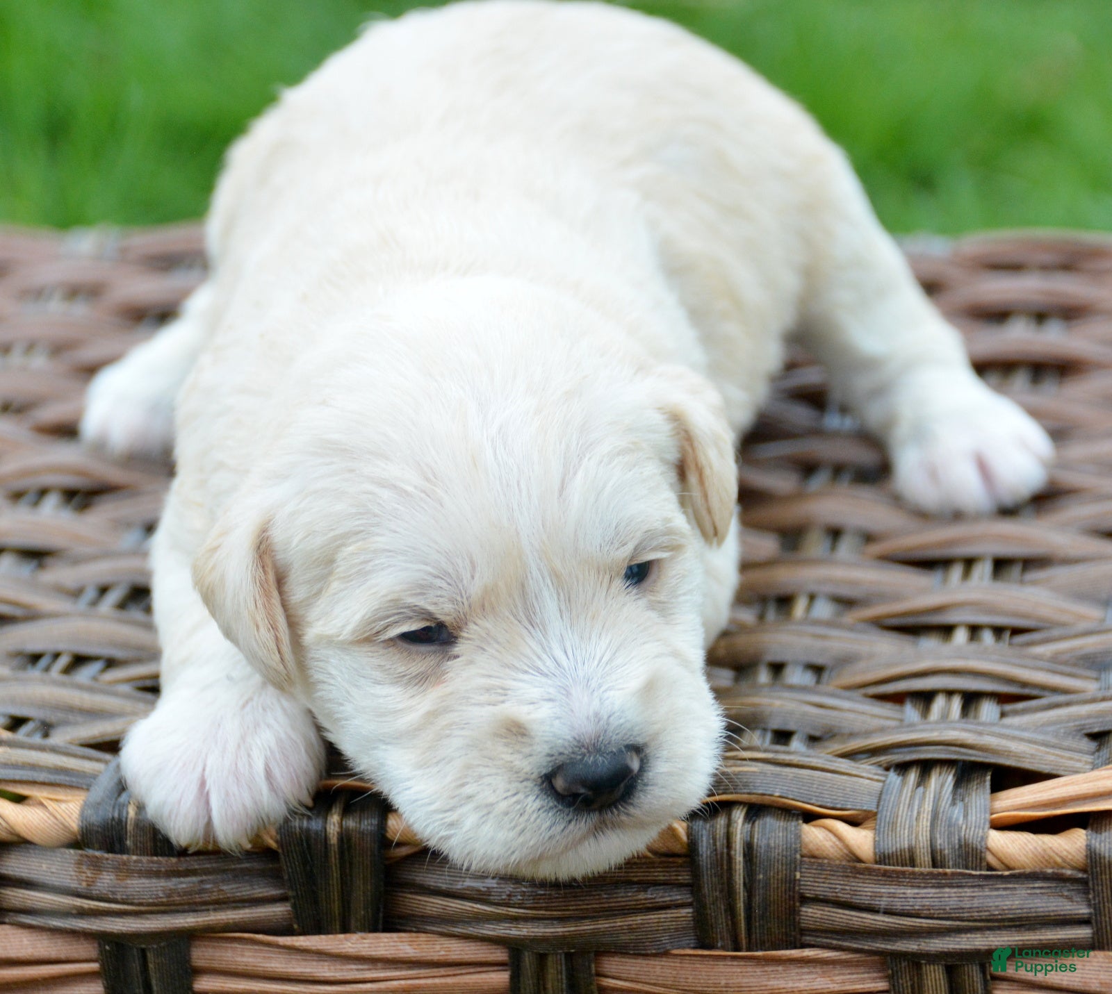 Miniature Schnauzer dogs Miniature Schnauzer Mollie - Ad 39