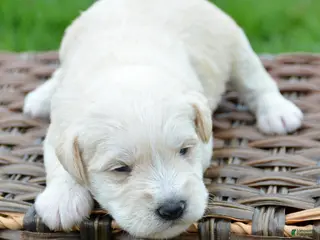 Miniature Schnauzer dogs Miniature Schnauzer Mollie - Ad 23