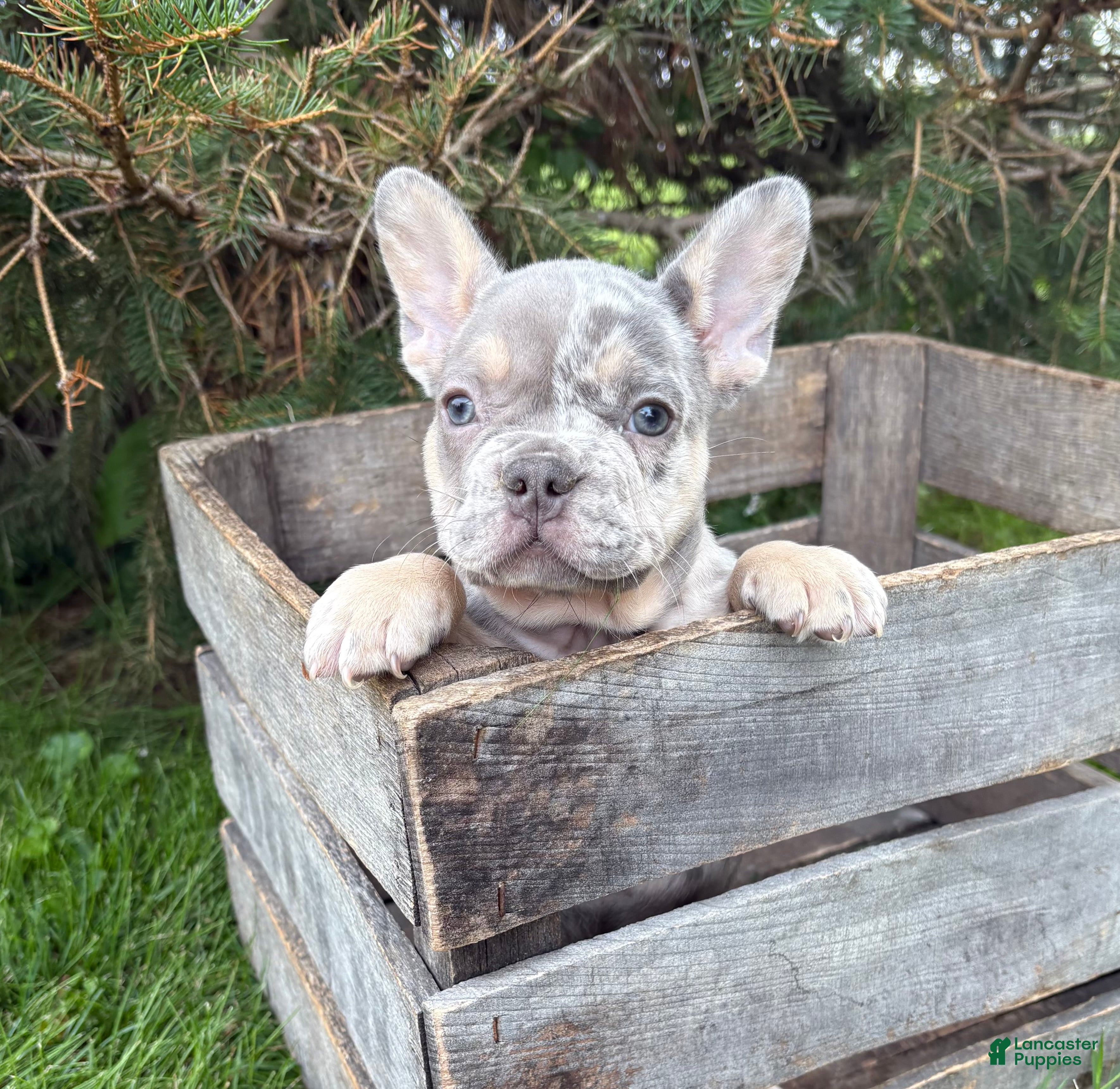 French Bulldog dogs Barbie - Ad 2