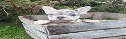 French Bulldog dogs for sale: Barbie - Ad 2