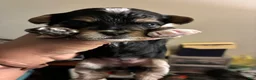 Mixed Breed dogs for sale: Black Jack - Ad 8