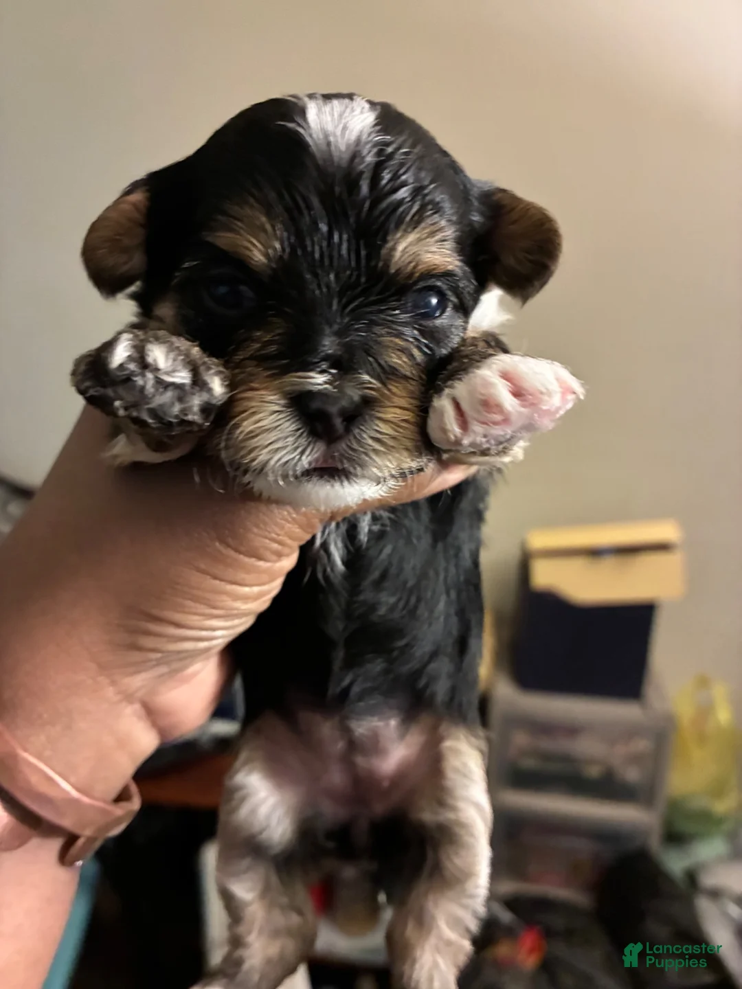 Mixed Breed dogs for sale: Black Jack - Ad 8