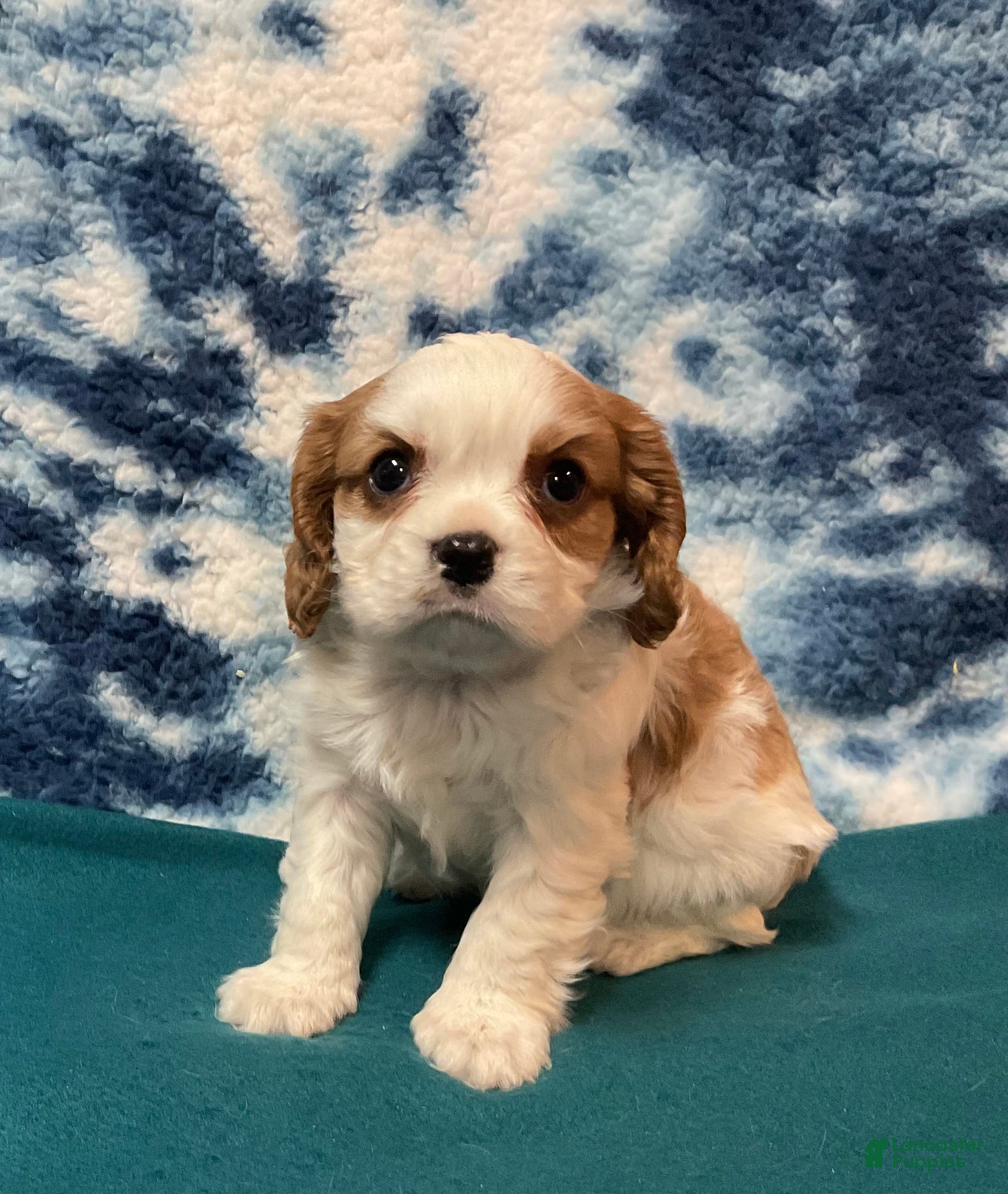 Cavalier King Charles Spaniel dogs Cavalier King Charles Spaniel Puppy 1 - Ad 2
