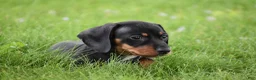 Miniature Dachshund dogs for sale: Slinky - Ad 5