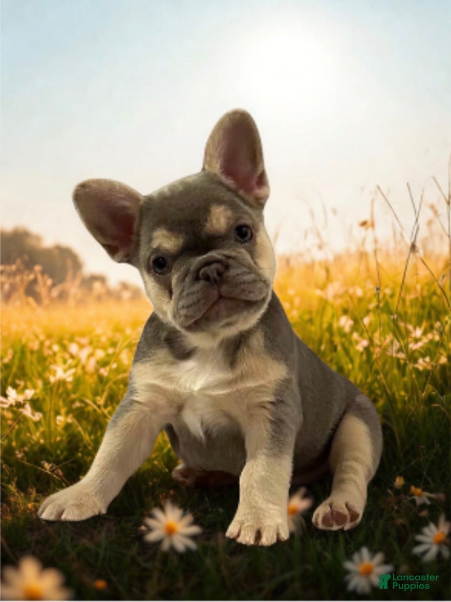 French Bulldog dogs DOLCE *FLUFFY and PINK CARRIER* - Ad 1