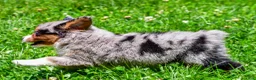 Miniature Australian Shepherd dogs for sale: Felisha - Ad 5