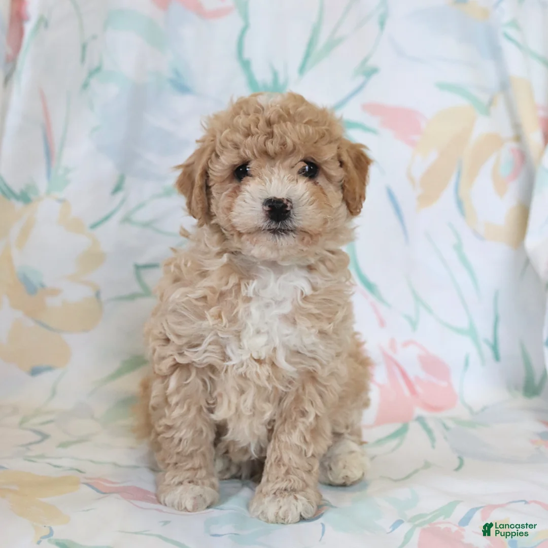 Miniature Poodle dogs for sale: Randy - Ad 3