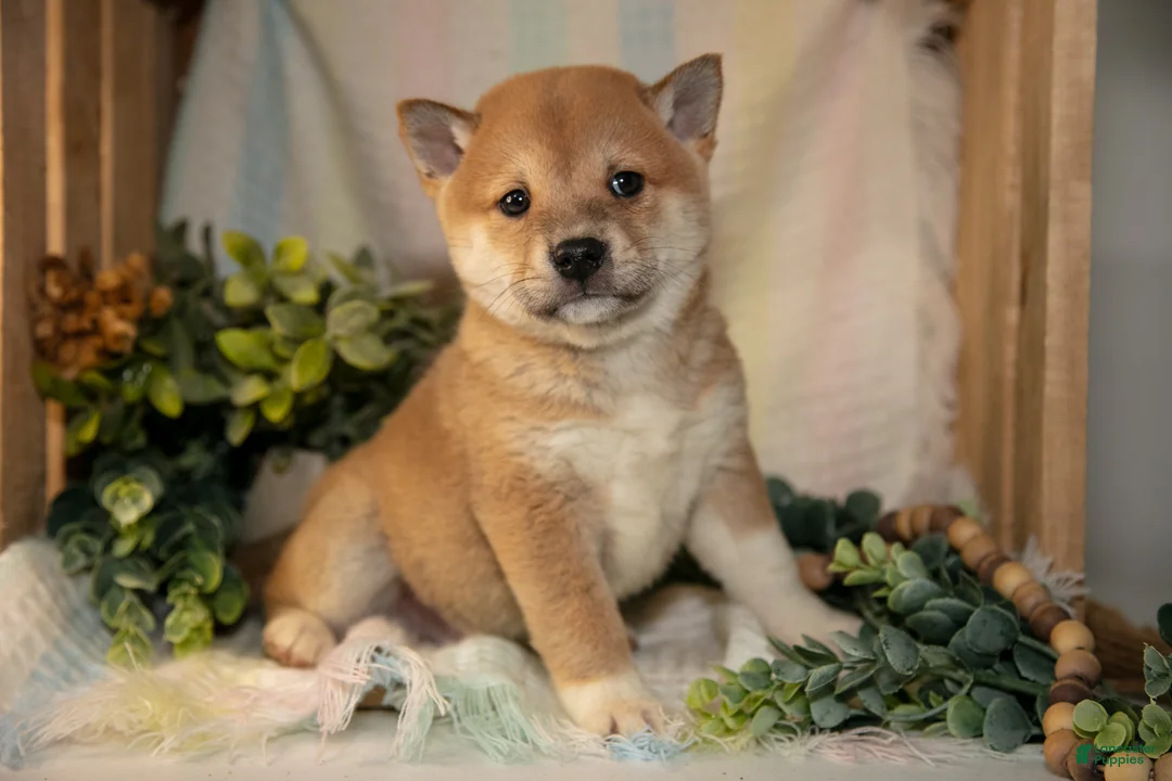 Shiba Inu dogs for sale: Fisher - Ad 1