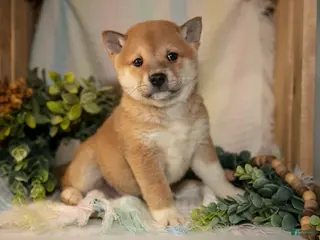 Shiba Inu dogs Fisher - Ad 8